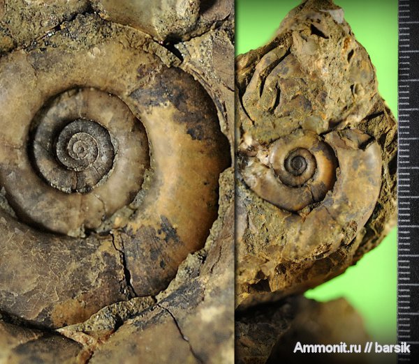 аммониты, Ammonites, Megalytoceras