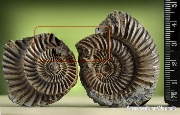 аммониты, прижизненные повреждения, Parkinsonia, Ammonites