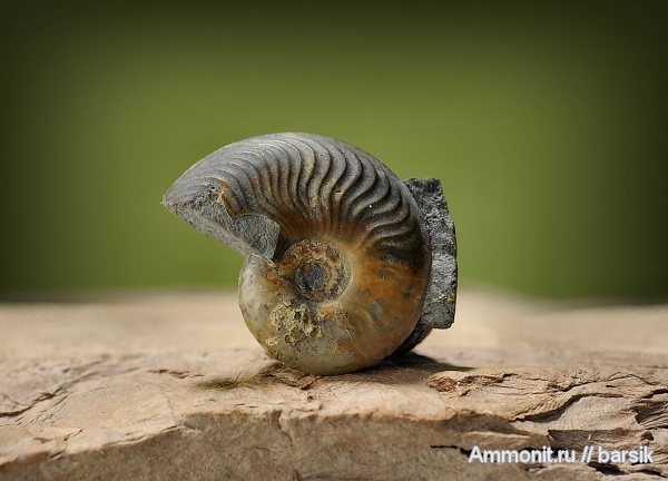 аммониты, Ammonites, Leioceras, Graphoceratidae, аален, Aalenian