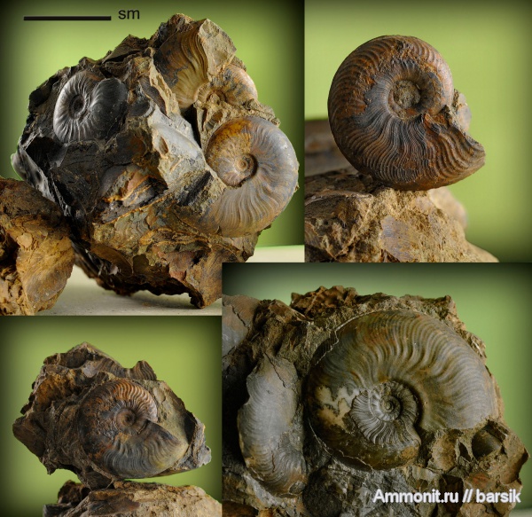 аммониты, юра, Ammonites, Leioceras, Graphoceratidae, аален, Aalenian, Jurassic