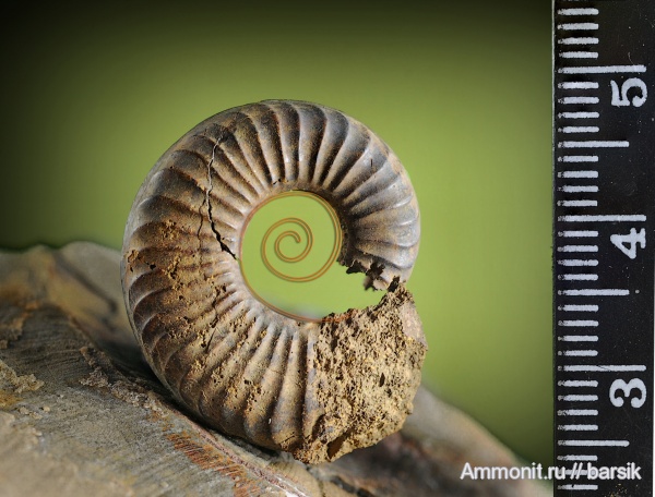 аммониты, Ammonites, ааленский ярус, Graphoceratidae, Paradumortieria, Paradumortieria elmii