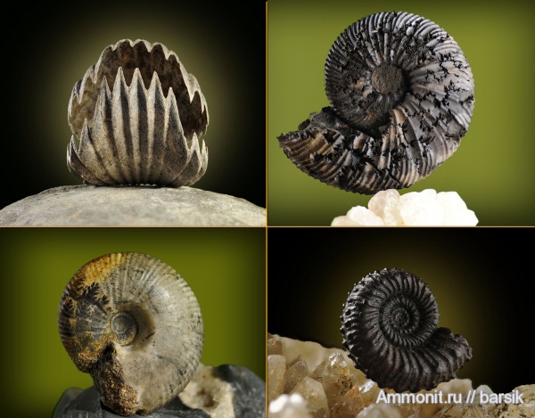 аммониты, брахиоподы, юра, Ammonites, Jurassic