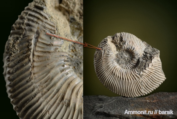 аммониты, Kepplerites, Kepplerites galilaeii, прижизненные повреждения, Ammonites
