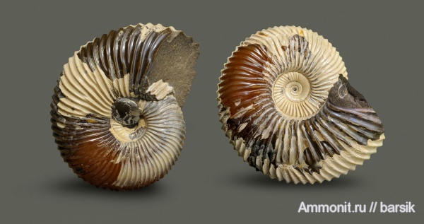аммониты, Pseudocadoceras, прижизненные повреждения, Ammonites, обрастание аммонитов