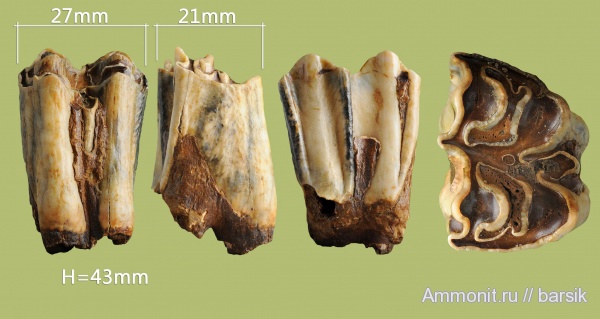 зубы, млекопитающие, бизоны, Ростовская область, Bison priscus