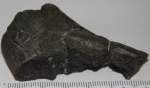 фрагмент кости ихтиозавра