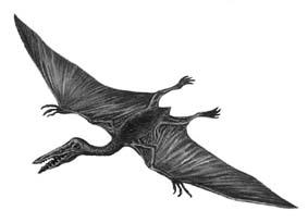 Раскрыта тайна полетов птерозавров 