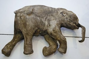 Возраст мамонтенка Любы – 37 тысяч лет