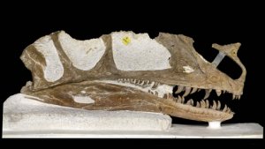Proceratosaurus - предок тираннозавра, а не цератозавра