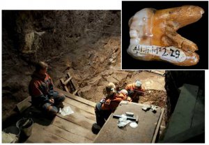 зуб и раскопки в пещере Денисова