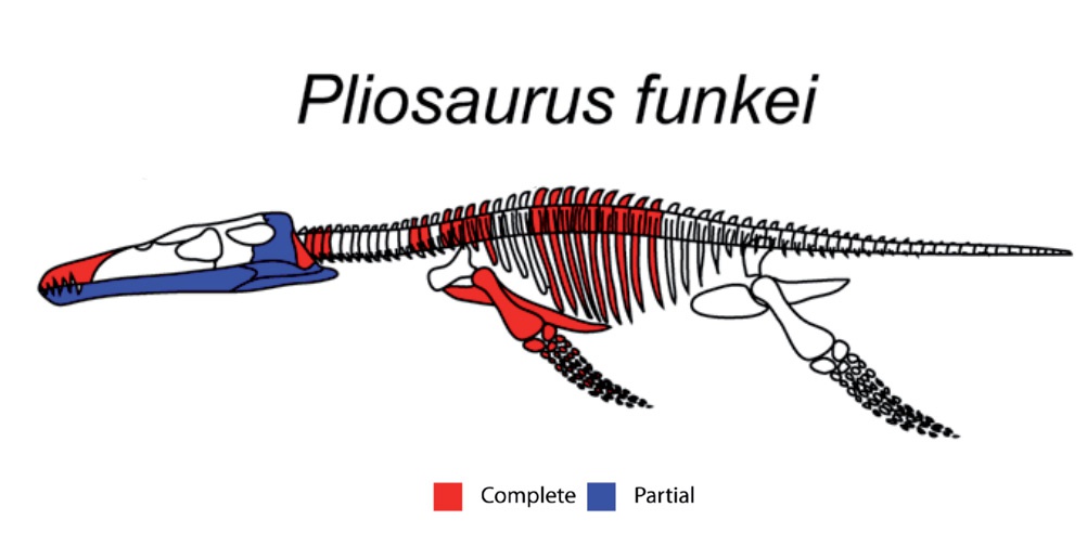 Pliosaurus funke .جندی شاپور البرز
