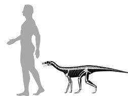 Сравнение размеров человека и Asilisaurus kongwe