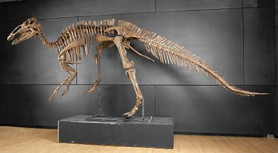 Edmontosaurus annecten