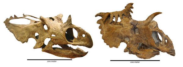 Черепа Utahceratops gettyi и Kosmoceratops richardsoni