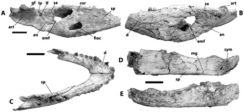 кости Crocodylus anthropophagus