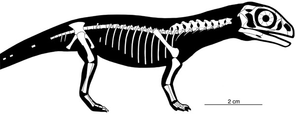 реконструкция скелета детеныша Massospondylus