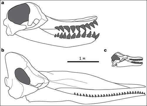 Черепа Leviathan melvillei, кашалота Physeter macrocephalus и косатки Orcinus orca