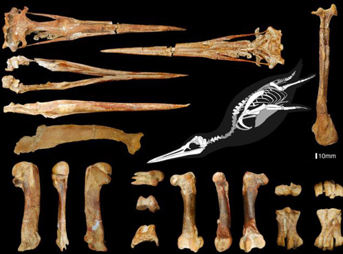 найденные части скелета Inkayasu paracasensis