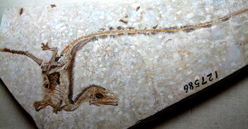 Sinosauropteryx prima