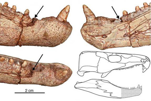 челюсть Labidosaurus hamatus