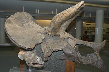 черепа Triceratops - Torosaurus