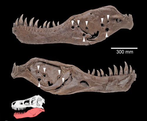трихомоноз и тираннозавр Сью