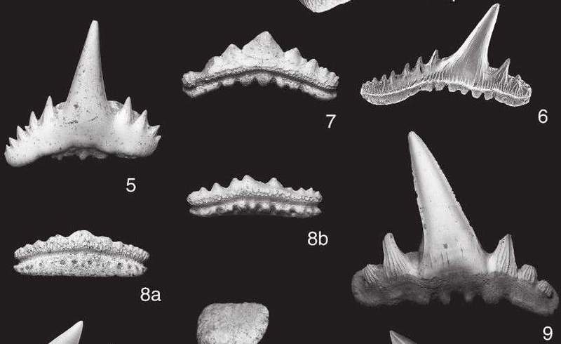 Зубы кошки и зубы акулы. Зубы древних акул.