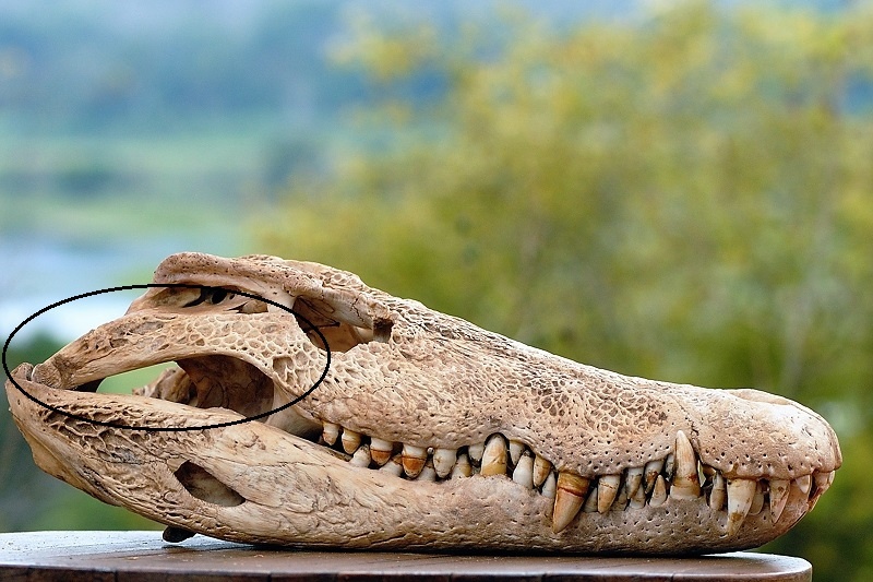 Зубы отсутствуют у черепах крокодилов. Череп нильского крокодила. Челюсть крокодила. Череп аллигатора. Челюсть крокодила строение.