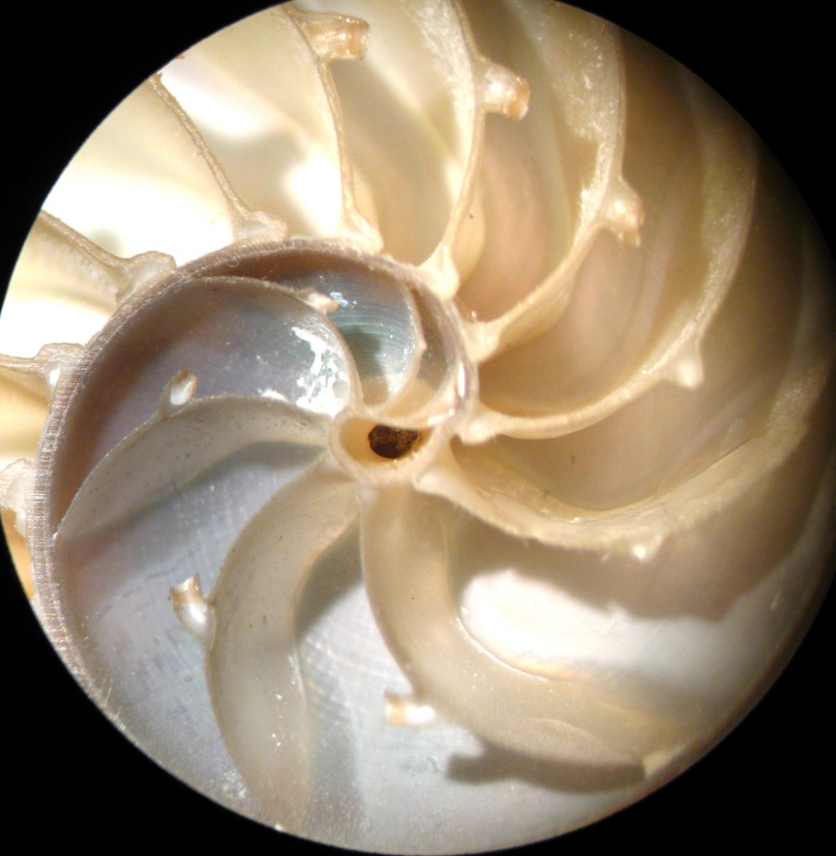 Перламутровый слой. Раковина моллюска Наутилус аммонита. Наутилус моллюск строение раковины. Сифон Наутилуса. Жемчужина Наутилуса.
