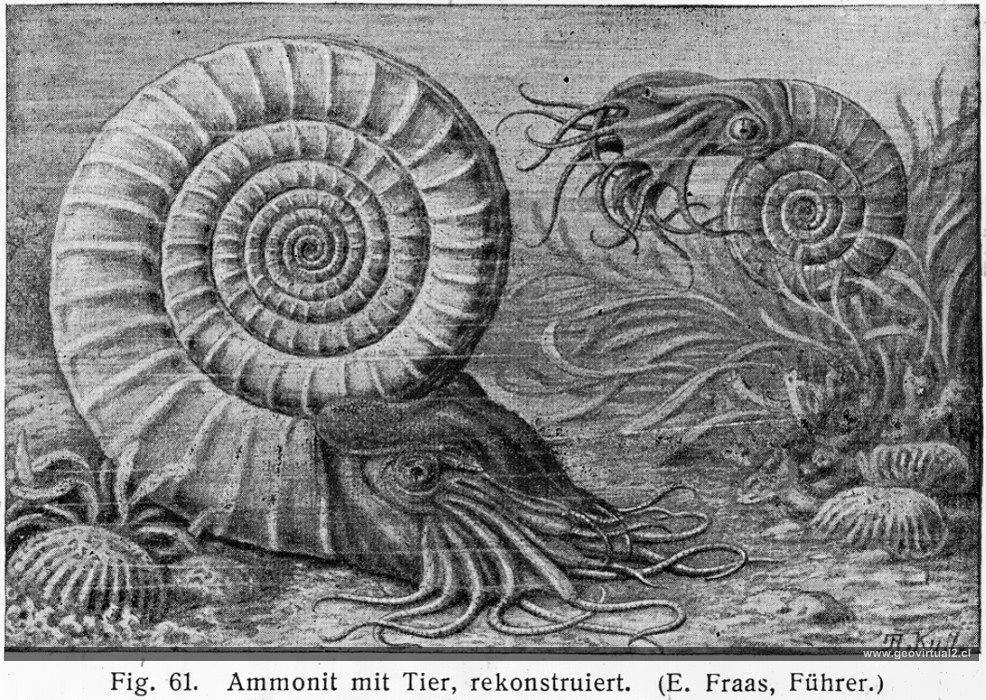 Аммонит эра. Наутилус Аммонит белемнит. Аммонит древнего Наутилуса. Аммониты древние моллюски моллюски. Аммонит Юрского периода.