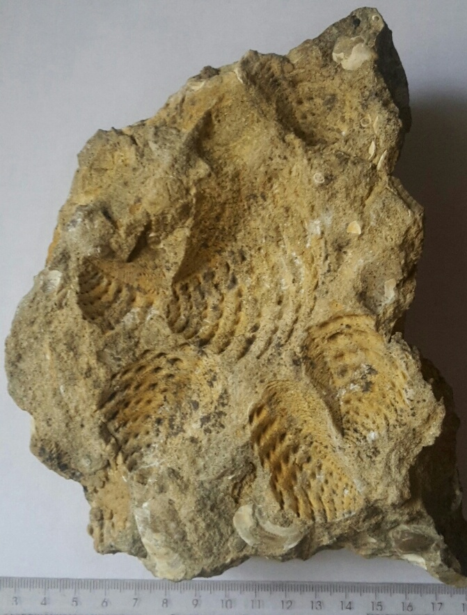 Отпечаток 6 букв. Рагуша окаменелости. Палеонтологические находки. Окаменелости реки Рагуша. Тригония.
