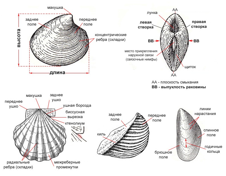 Ракушка или ракушка ударение. Двустворчатые моллюски строение раковины. Строение раковин двустворчатых и брюхоногих моллюсков. Внешнее строение раковины двустворчатых моллюсков. Раковина двустворчатых моллюсков гребешок.
