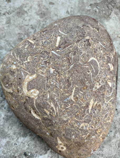 моллюски, Мостовский район