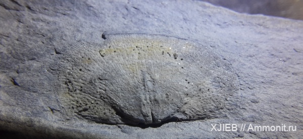 брахиоподы, карбон, палеозой, Chonetes, серпуховский ярус, Томск