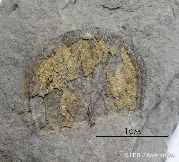 брахиоподы, карбон, палеозой, пирит, серпуховский ярус, Schuchertella, Томск, schuchertella tomskiensis