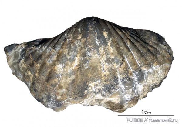 Анжеро-Судженск