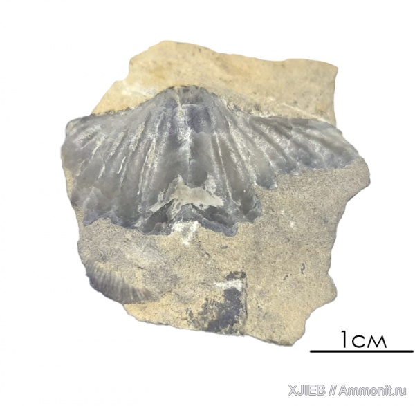 брахиоподы, девон, палеозой, живетский ярус, Кемеровская область, Hysterolites, hysterolites cheechiel