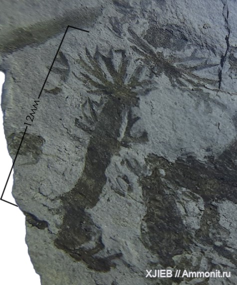 карбон, растения, палеозой, папоротники, серпуховский ярус, Томск, Chacassopteris, прапапоротники, chacassopteris concinna