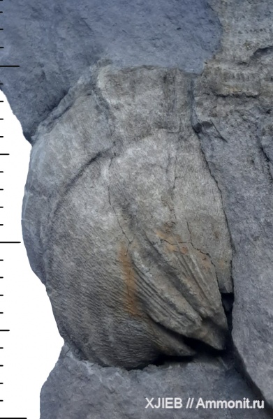 брахиоподы, карбон, палеозой, Echinoconchus, Productida, серпуховский ярус, Томск