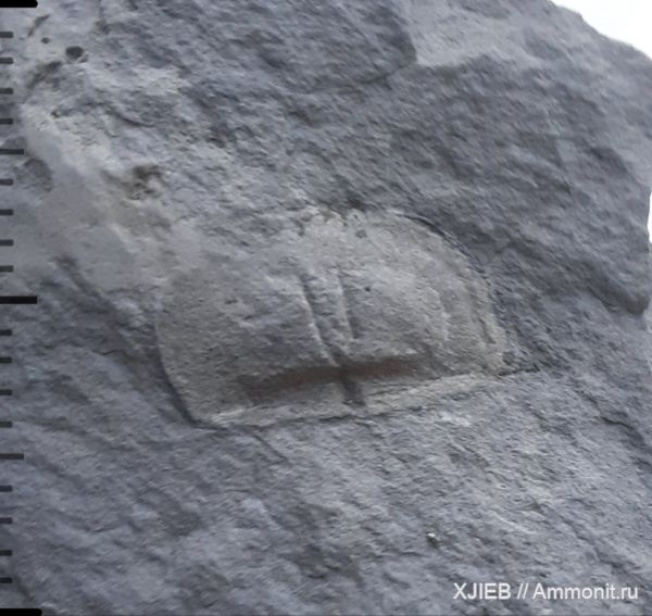 брахиоподы, карбон, палеозой, Chonetes, серпуховский ярус, Томск