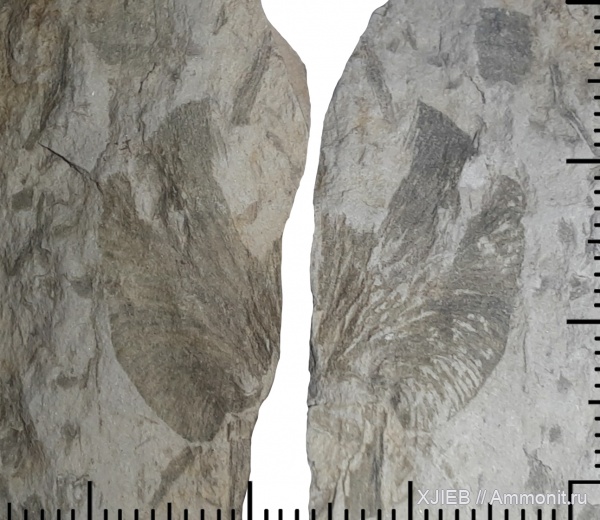 карбон, растения, палеозой, птеридоспермы, серпуховский ярус, Томск, cardioneura