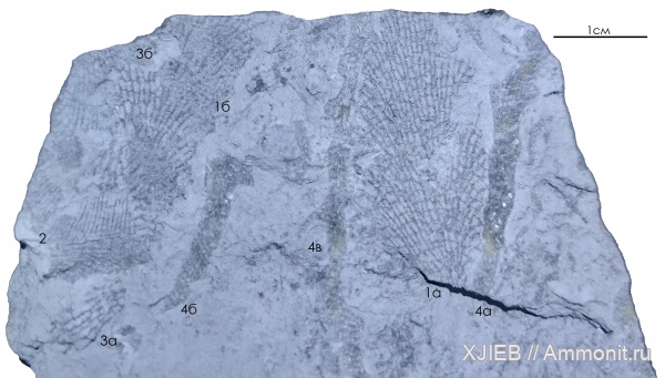 карбон, мшанки, палеозой, Fenestella, визейский ярус, Томск, fenestella plebeja