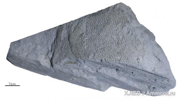 карбон, мшанки, палеозой, Fenestella, визейский ярус, Томск, fenestella plebeja