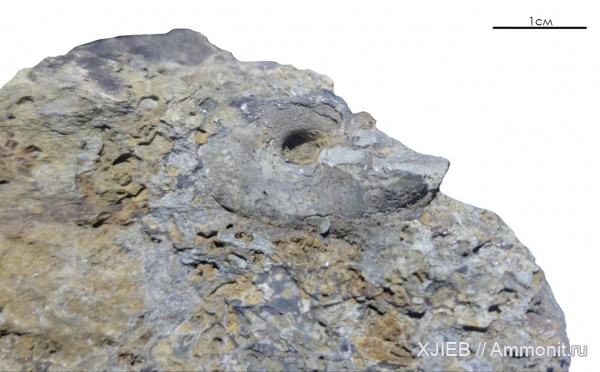 гастроподы, карбон, палеозой, Bellerophon, серпуховский ярус, Томск