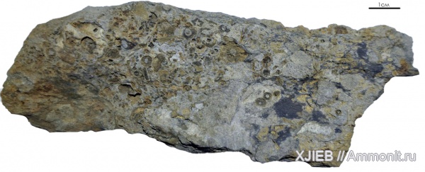 карбон, палеозой, криноидеи, серпуховский ярус, Томск