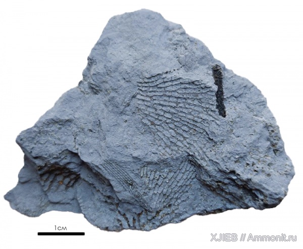 карбон, мшанки, палеозой, Polypora, визейский ярус, Томск, polypora porosa