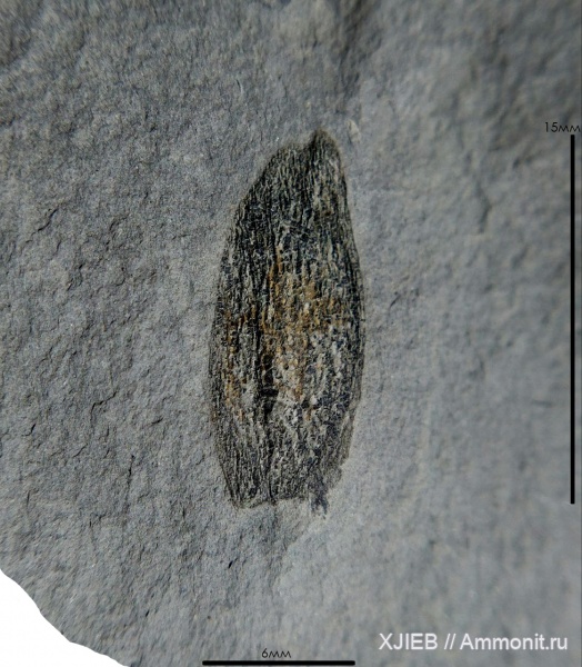 карбон, растения, палеозой, серпуховский ярус, Томск, Angarocarpus, angarocarpus ananievii