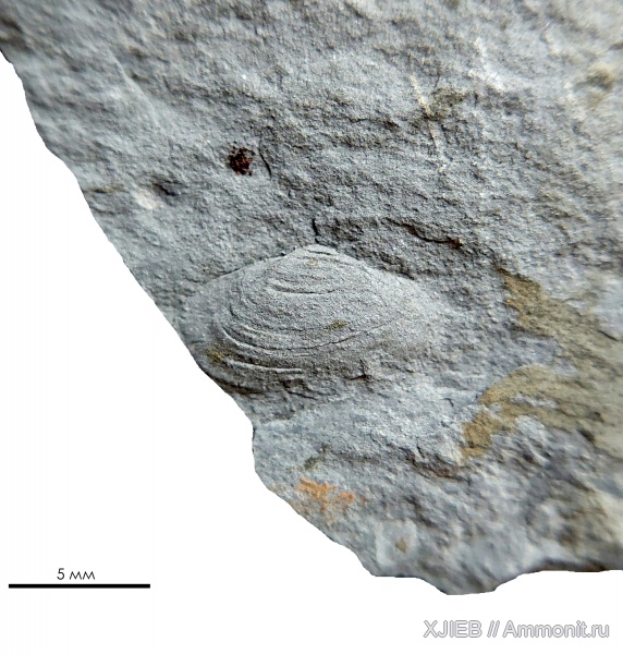 карбон, палеозой, двустворчатые моллюски, серпуховский ярус, пелециподы, Томск, myalina