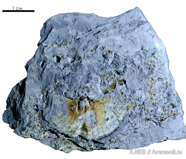 брахиоподы, карбон, палеозой, Neospirifer, Spiriferida, визейский ярус, Томск