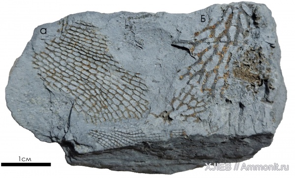 карбон, мшанки, палеозой, Polypora, визейский ярус, Томск, fenestella plebeja, polypora porosa